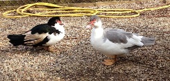 Muscovy Ducks National Animal Welfare Centre charity.jpg Muscovy Ducks National Animal Welfare Centre charity.jpg